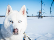 Winter in The Big Land