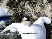 Building A Little Love Nest