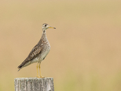Upland Sandpiper