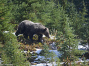 Grizzly Bear in fall snow 