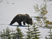 Grizzly Bear in fall snow 