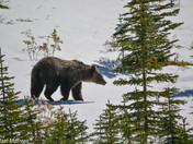 Grizzly Bear in fall snow 