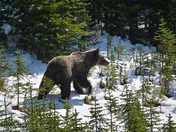 Grizzly Bear in fall snow 