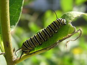 Monarch Larva