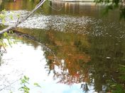 reflections and sunshine