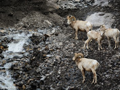 Bighorn Rams  