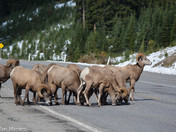 Bighorn Rams  