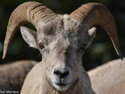 Bighorn Rams  