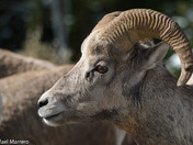 Bighorn Rams  