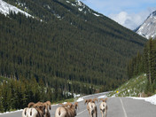 Bighorn Rams  