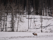 Bull elk in a winter range meadow 