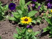 Butchurt Garden (Victoria)