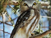 awakend with a starttle