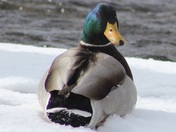 Mallard
