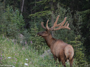 Bull Elk in wildlife safari 