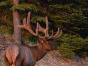 Bull Elk in wildlife safari 