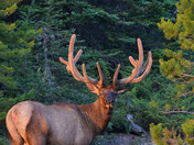 Bull Elk in wildlife safari 