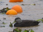 Flooding in the Pumpkin Patch