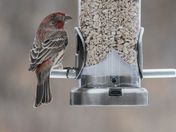 House Finch Eye Disease