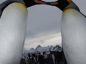 Penguin picture frame