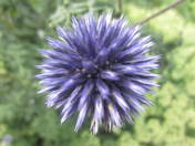 Flora on flora on flora