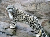 Snow Leopard