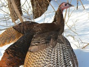 Wild Turkey