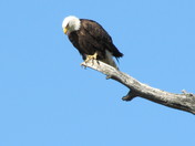 Bald Eagle resting on a tree