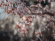 Silver Thaw- Backyard
