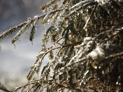 Silver Thaw- Backyard