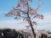 Silver Thaw- Backyard