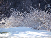 Silver Thaw- Backyard