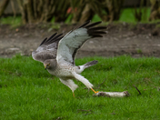 wild life vancouver BC