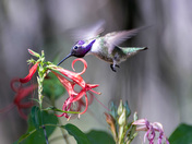 Sweet Costa's Hummingbird