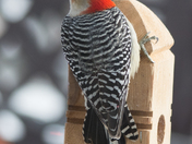 Red-Bellied Woodpecker