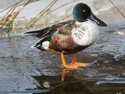 Northern Shoveler