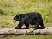 Black Bear