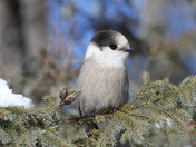 Grey Jay 