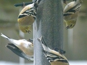 Goldfinches