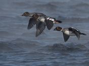 Female Goldeneye in Flight