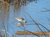 The Greater Yellowlegs bird