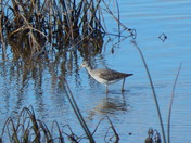 The Greater Yellowlegs bird