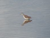 The Greater Yellowlegs bird
