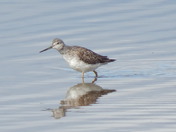 The Greater Yellowlegs bird