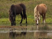 Sable Island Summer