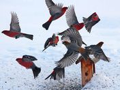 pardon us.. we're just a bit flighty!