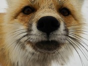 Red Fox