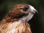 red-tailed hawk