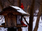 Cardinals