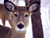 Deer Upclose